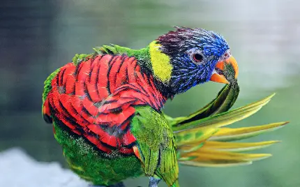جدیدترین و زیباترین عکس پرنده طوطی رنگارنگ