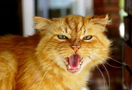 عکس گربه نارنجی عصبانی با دهان باز برای پروفایل 