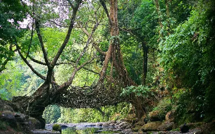 تصویر جذاب از جنگل انبوه و سبز کشور بزرگ هند 