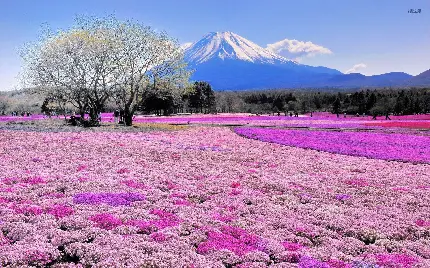 عکس مزرعه ی گلها از ژاپن
