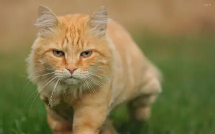 تصویر گربه راه راه کرمی خوشگل از زاویه رو به رو 