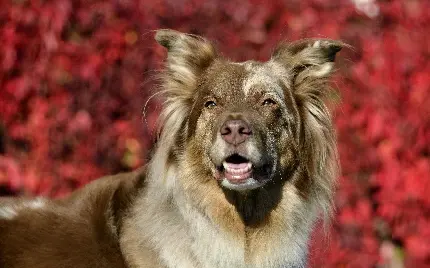 عکس سگ پشمالو و خوشگل برای تصویر زمینه