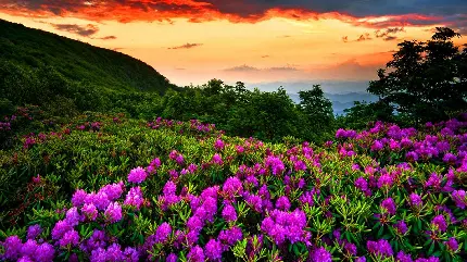 تصویر قشنگی های فصل بهار در غروب آفتاب با کیفیت full hd