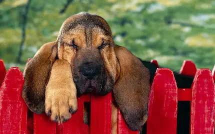 دانلود عکس و تصویر استوک سگ در حال خواب