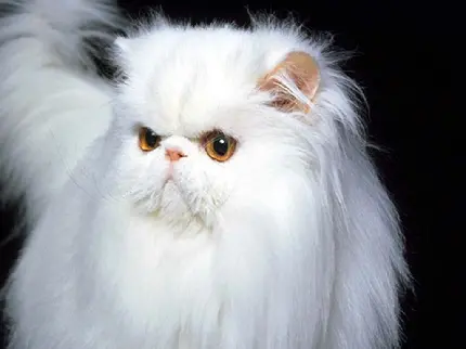 عکس گربه پرشین سفید با چشمان قهوه‌ای شکوهمند