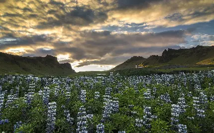 nature full hd background from the flowery plain