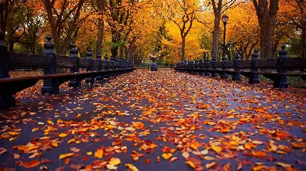 دانلود عکس پس زمینه از پاییز Autumn HD