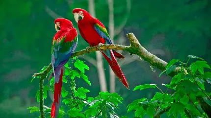 والپیپر عاشقانه طوطی های Macaw بسیار خوشرنگ برای گوشی آیفون