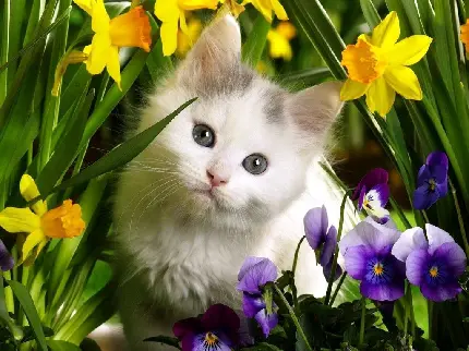 عکس گربه کوچک میان گل بنفشه و نرگس با کیفیت hd
