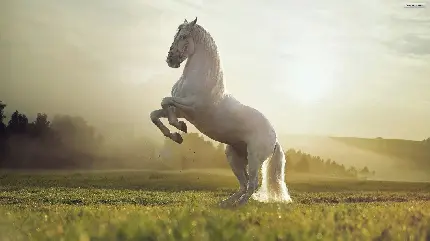 زیباترین پس زمینه پرش اسب سفید اشرافی در غروب آفتاب چمنزار