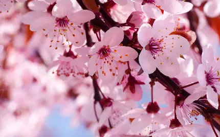 تصاویر رویایی و دیدنی شکوفه های زیبا در فصل بهار با کیفیت HD