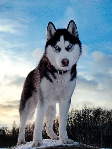 والپیپر سگ هاسکی با هوشیاری و شهامت بالا در جنگل برفی