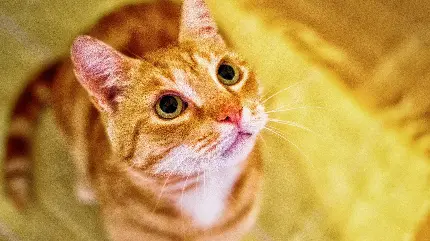 گربه نارنجی مظلوم و خوشگل برای پروفایل واتساپ 2023
