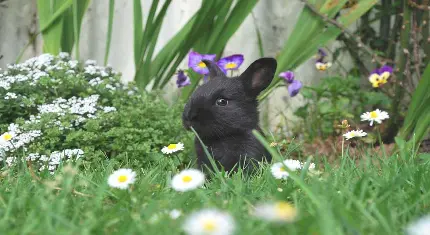 عکس جالب خرگوش مشکی در طبیعت دل‌ انگیز بهاری