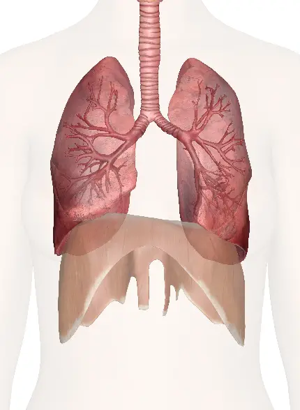 دانلود عکس دستگاه تنفسی انسان