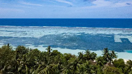 عکس پروفایل خوشگل درختان نخل و دریای آبی برای تلگرام