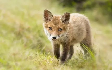 عکس بچه روباه یا Vulpes macrotis باهوش زیبا