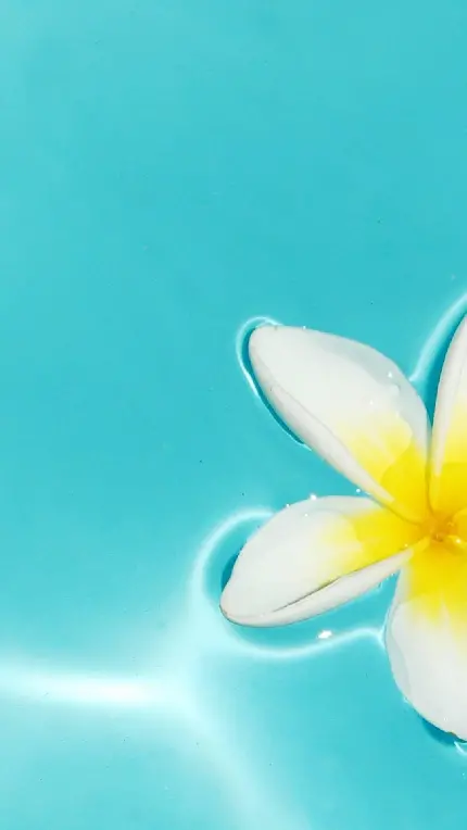 عکس استوک رویایی گل پلومریا با زمینه آبی خوش رنگ