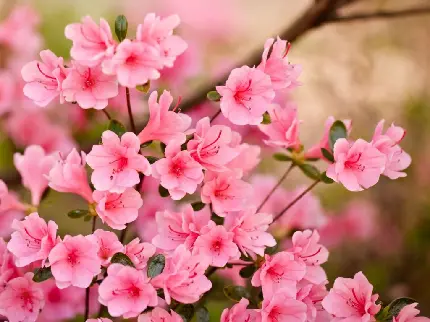 والپیپر شکوفه بهاری صورتی زیبا