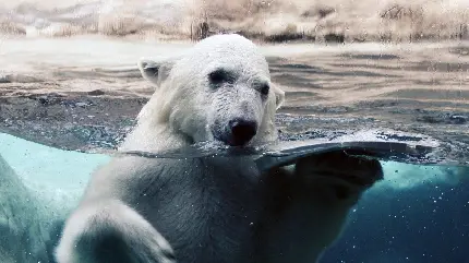 زاویه تماشایی از خرس قطبی سربرآورده از آب Full HD