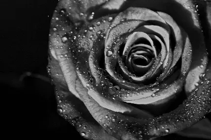 تصویر زمینه سیاه سفید گل رز و قطره های درخشان باران