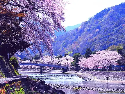 عکس طبیعت بهاری در کشور ژاپن