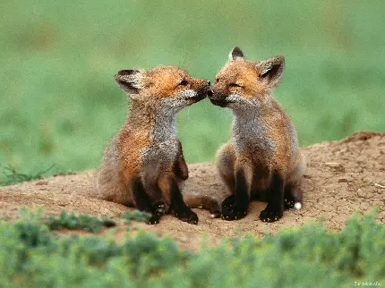 عکس پروفایل عاشقانه کیوت با طرح دو بچه روباه فسقلی