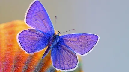 دانلود عکس پروانه زیبا با بال های بنفش مخملی و شفاف 