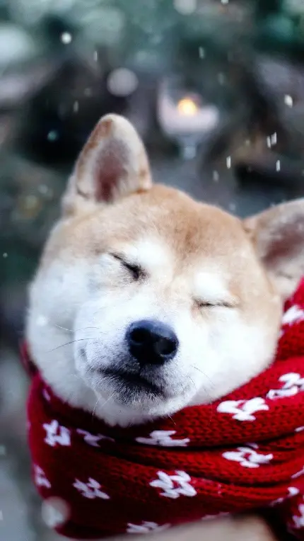 عکس زمینه ملوس سگ با شال گردن قرمز در هوای برفی