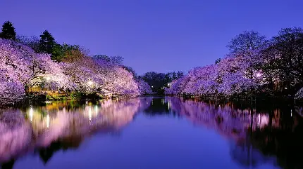 تصویر 4k از فصل بهار در شب رویایی دریاچه با تم رنگی بنفش