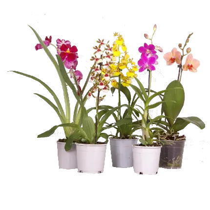 عکس گیاهان آپارتمانی ارکیده با کیفیت بالا و فرمت PNG مناسب برای استفاده در کارهای گرافیکی و تبلیغاتی