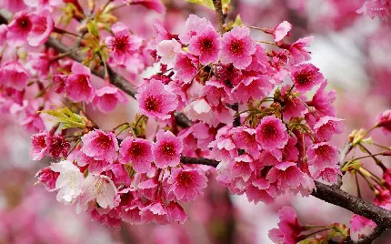 عکس پروفایل شکوفه بهار با رنگ صورتی کیوت