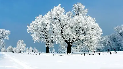 تصویر دو درخت پوشیده از برف در فصل زمستان