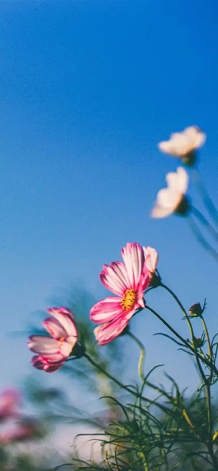 عکس پرتره زیبا از گل بهاری صورتی رنگ با کیفیت 8K