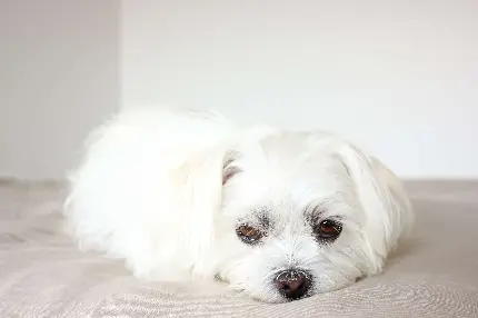 عکس سگ سفید خسته با صورت بانمک برای پروفایل 
