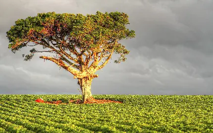 صفحه زمینه درخت سبز عجیب و تماشایی برای پاورپوینت