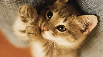 لچه گربه نارنجی ناز و کیوت با چشمان درشت براق