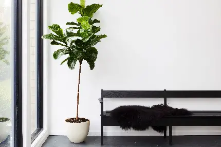 عکس دکور با گیاهان آپارتمانی