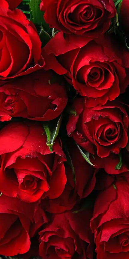 پس زمینه گل رز قرمز برای گوشی موبایل با نشان عشق