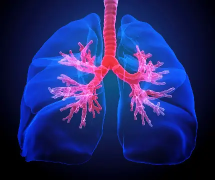 عکس پروفایل دستگاه تنفسی انسان