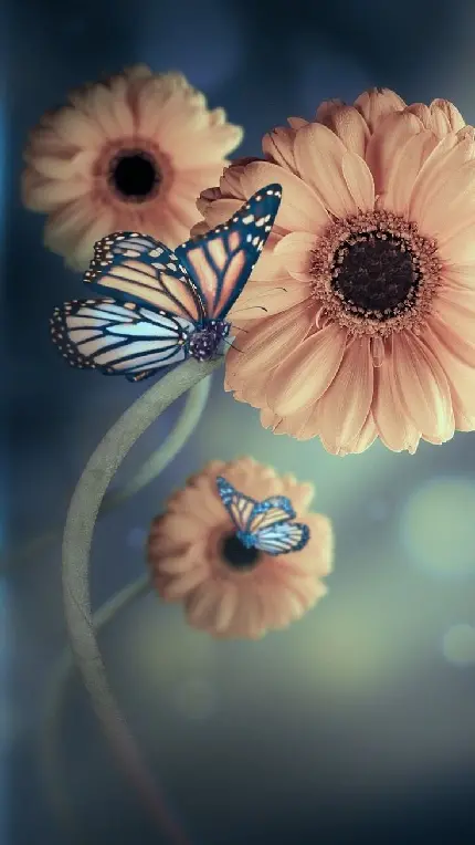 دانلود عکس استوک گل و پروانه با کیفیت بالا برای طراحی و ادیت
