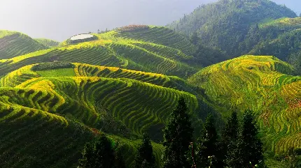 دانلود تصویر زمینه طبیعت زیبا واقعی مزارع برنج در کشور چین