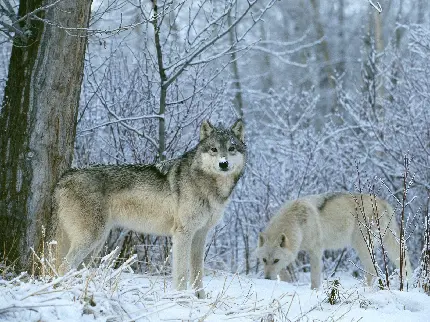 تصویر دو گرگ خاکستری در زمستان 4k