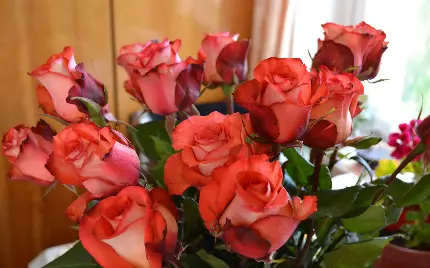 عکس تصویر زمینه شاخه گل های رز قرمز زیبا و عاشقانه برای پروفایل