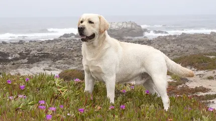 عکس رویایی خوشگل سگ سفید بزرگ در ساحل دریا