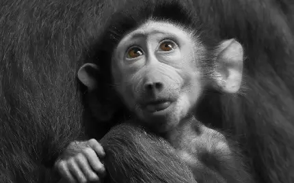 عکس زیبا از بچه میمون کوچولو و عجیب و غریب
