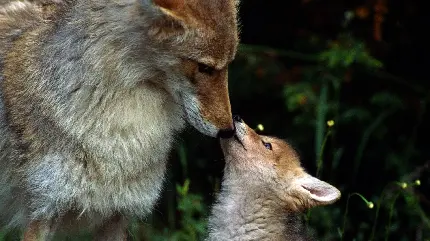 عکس رویایی از روباه و بچه کوچکش برای چاپ تابلو 1402