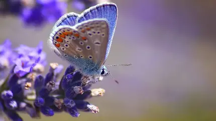 زیباترین تصویر زمینه بنفش پروانه مخملی رویایی روی گل