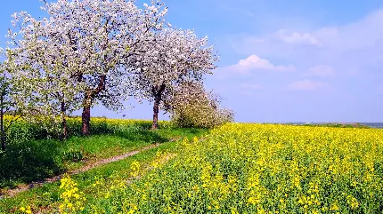 تصویر بسیار خوشگل از درخت پرشکوفه در دشت گل زرد