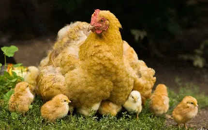 تصویر دوست داشتنی از جوجه های کوچولو زیر پر مرغ